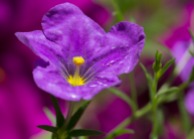 061413-Deep-purple-flower-WEB